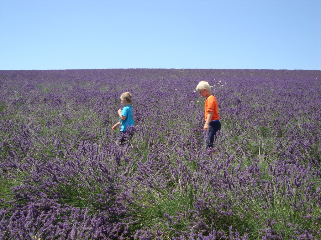 Mannen in lavendelveld